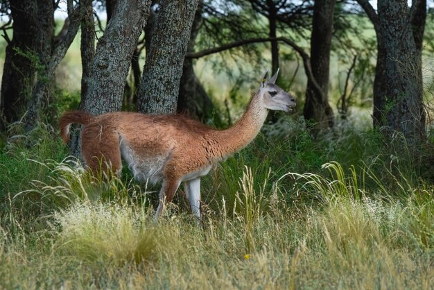 Guanaco Lama Guanicoe Parque Luro La Pampa Província La Pampa Argentina