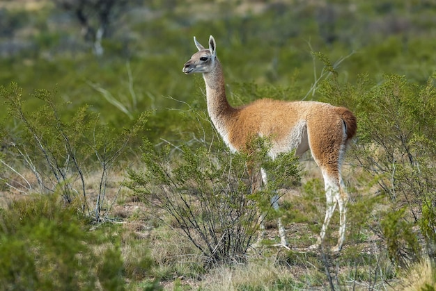 Guanacos na pastagem dos Pampas, Parque Nacional Lihue Calel, Província de La Pampa, Argentina.