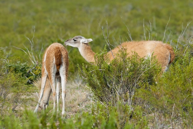 Guanacos no ambiente da Patagônia, Península Valdés, Chubut, Patagônia, Argentina.