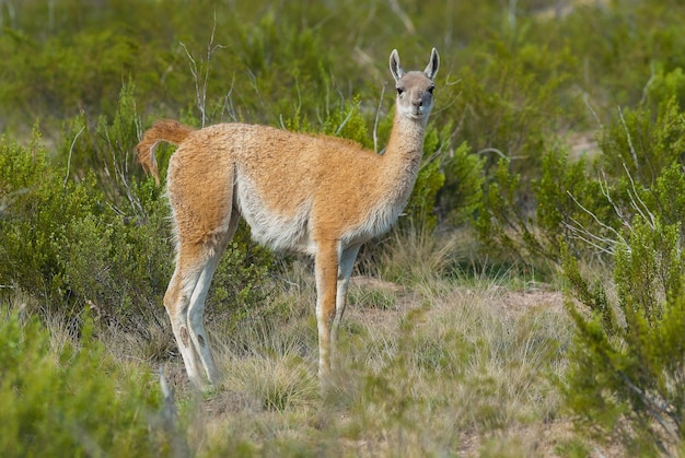 Guanacos no ambiente de grama de Pampas La Pampa Argentina