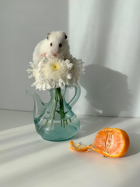 Foto hamster und blume