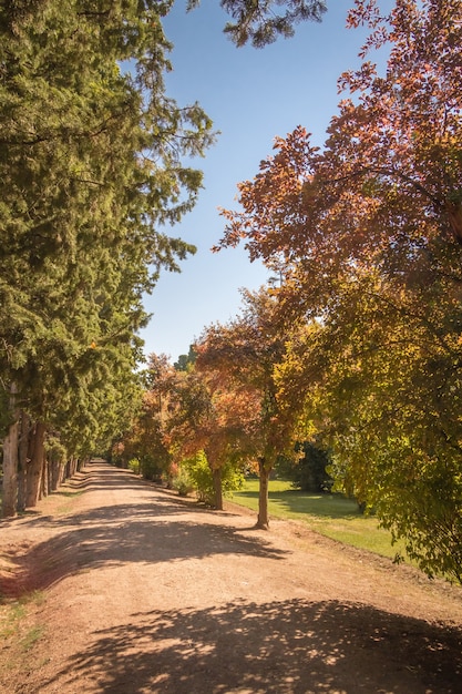 Foto herbstparkweg unter den bäumen an einem sonnigen tag