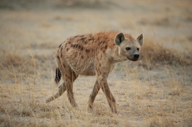 Hiena andando na savana