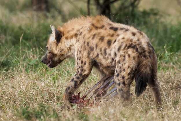 Hiena comendo Parque Nacional Kruger, África do Sul