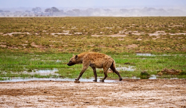 Hiena em Amboseli National Park - Quênia