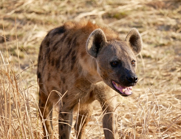 Hiena em South Luangwa National Park