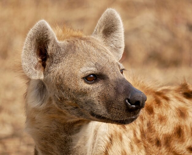 Hiena em South Luangwa National Park