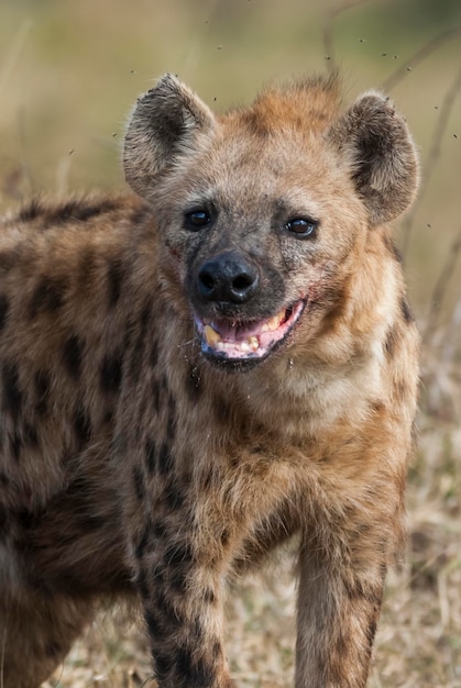 Hiena sorrindo Parque Nacional Kruger África do Sul