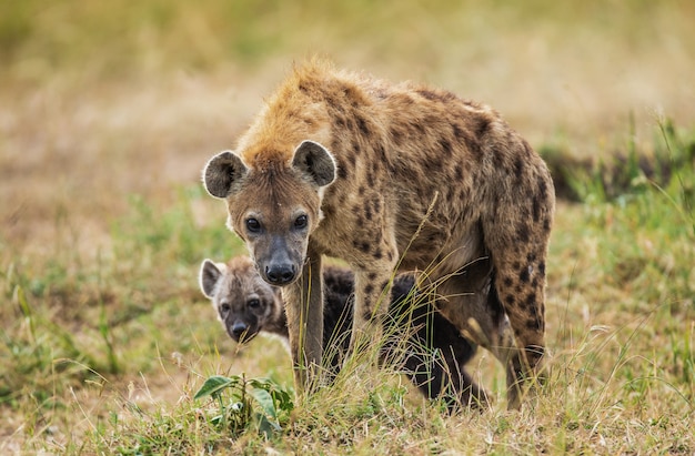 Hienas na savana