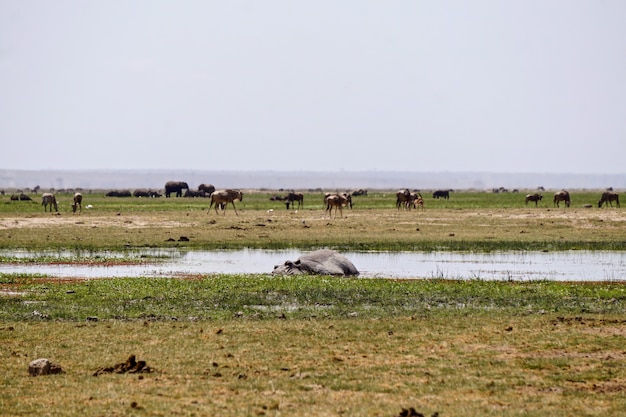 Hipopótamo no Parque Nacional Amboseli, Quênia