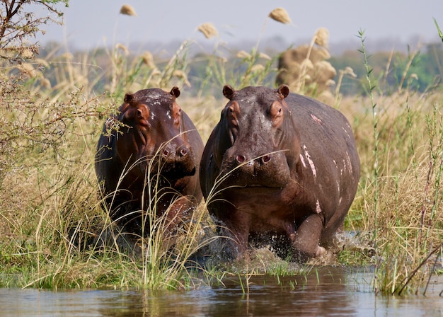 Hipopótamos no Baixo Zambeze