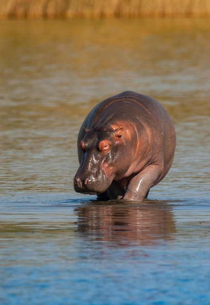 HIPPOPOTAMUS AMPHIBIUS no poço Kruger National parkSouth África