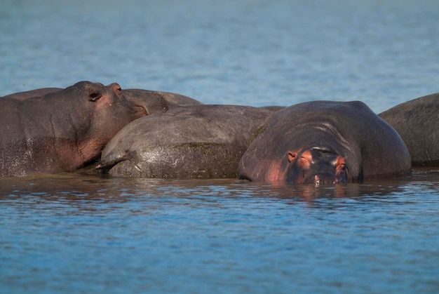 HIPPOPOTAMUS AMPHIBIUS no poço Kruger National parkSouth África