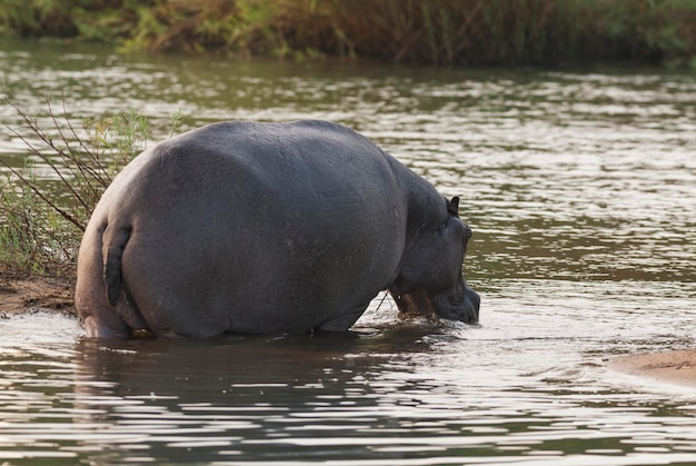 HIPPOPOTAMUS AMPHIBIUS no poço Kruger National parkSouth África