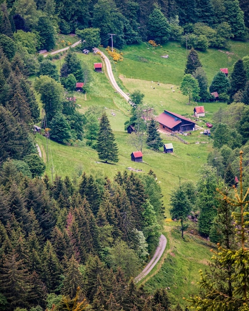 Foto hochwinkelansicht der straße inmitten von bäumen