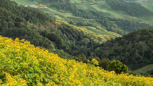 Foto hochwinkelansicht von gelben blumen, die auf dem land wachsen