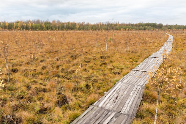 Holzboden im wilden Sumpf. Nationalpark Yelnya, Weißrussland