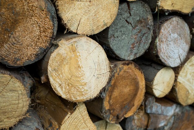 Holzstapel, der eine Wand bildet. Ökologie und Entwaldungsprobleme in der Natur.