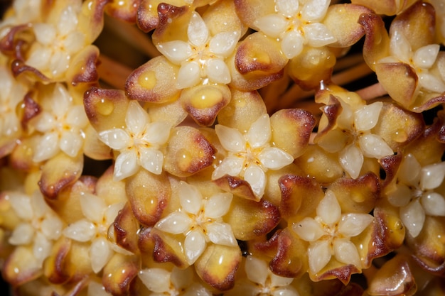 Hoya flor de laranjeira amarela