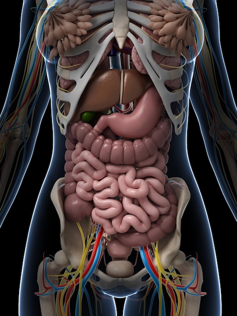 Ilustração em 3D da anatomia feminina