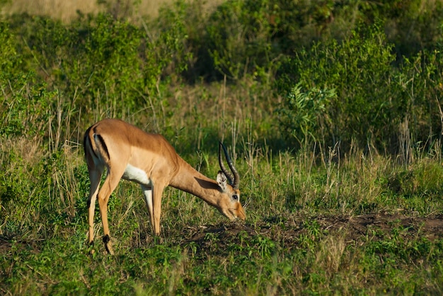 Impala pastando no Parque Nacional Kruger, África do Sul