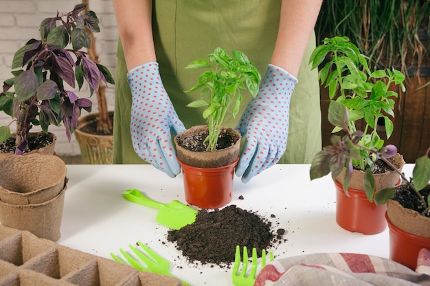 Jardinagem, plantando em casa.