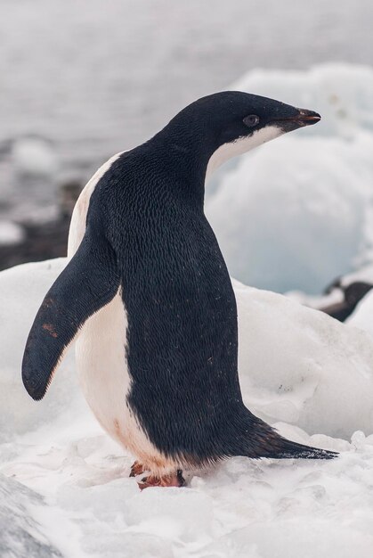 Juvenil do pinguim Adelie no gelo Ilha Paulet Antártica