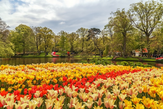 Foto keukenhof gärten mit schönen frühlingsblumen keukenhofin niederlande