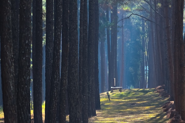 Foto kiefernwald morgens gehen