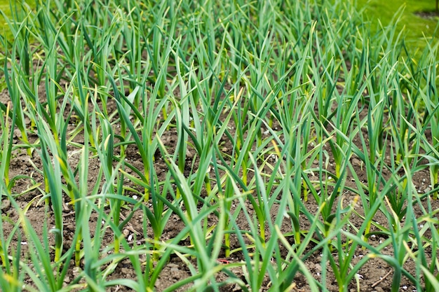 Kleine grüne Pflanze, die im Garten mit Sonnenlicht wächst. Tag der Erde-Konzept im Garten auf dem Dorf