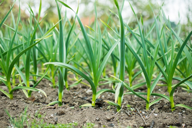 Kleine grüne Pflanze, die im Garten mit Sonnenlicht wächst. Tag der Erde-Konzept im Garten auf dem Dorf