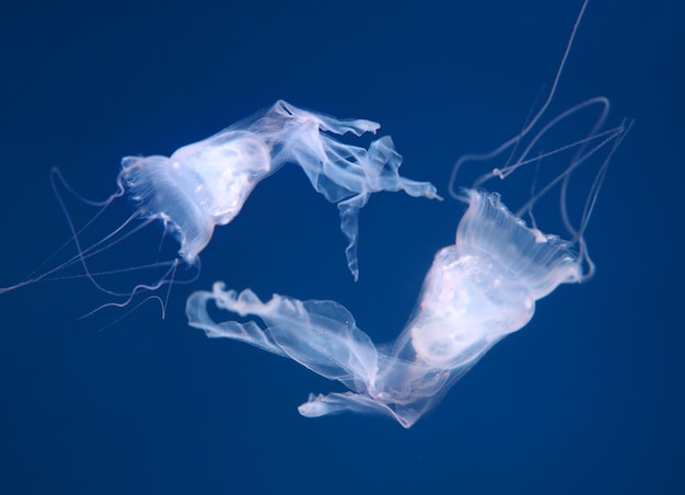 Foto kleine, hellweiße quallen oder medusen