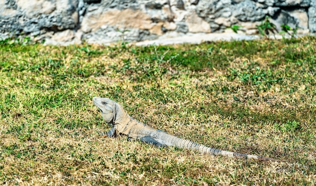 Lagarto iguana em Tulum em Quintana Roo, México