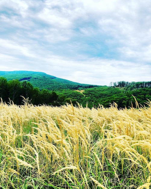 Foto landschaftsansicht des feldes gegen den himmel