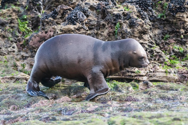 Leão-do-mar bebê Península Valdes Patrimônio Patagônia Argentina