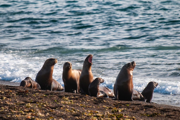 Leão-do-mar sul-americano Otaria flavescens FêmeaxAPenínsula Valdes ChubutPatagônia Argentina