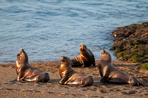 Leão-do-mar sul-americano Otaria flavescens FêmeaxAPenínsula Valdes ChubutPatagônia Argentina