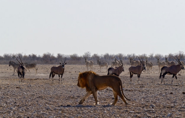 Leão em Parque Nacional Etosha - Namíbia