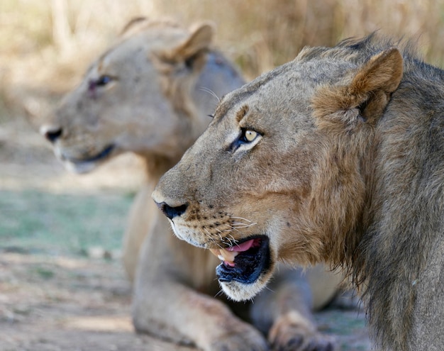 Leão em South Luangwa National Park, Zâmbia