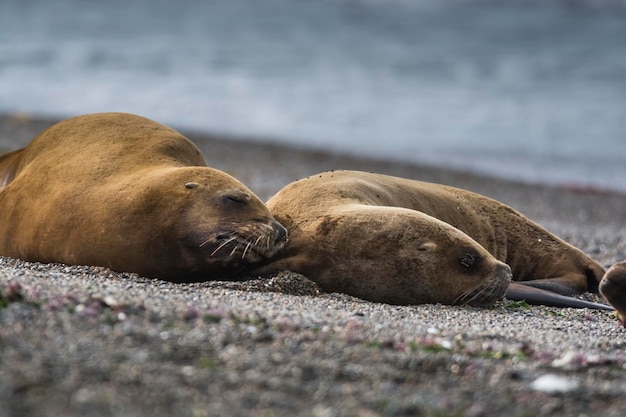 Leão-marinho fêmea descansando na praia Península Valdés Patagônia