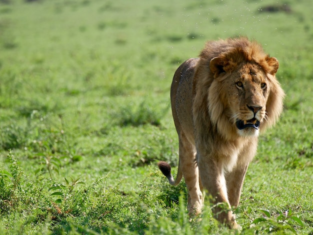 Leão no Parque Nacional Masai Mara - Quênia