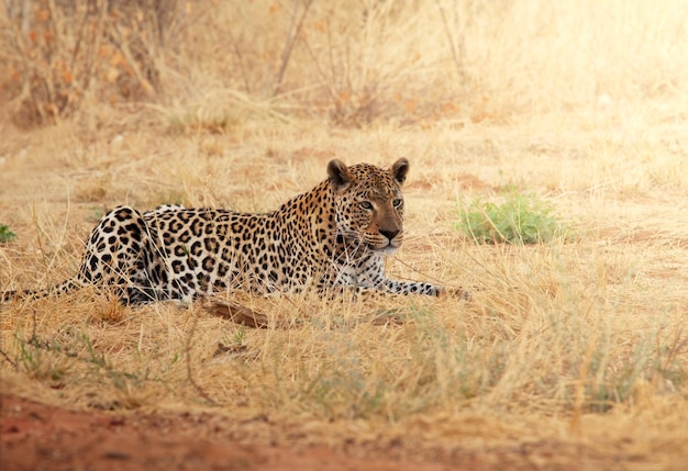 Leopardo