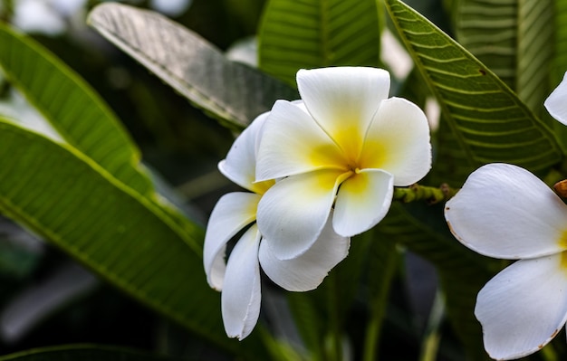 Linda flor de frangipani ou plumeria fecha em um galho no jardim