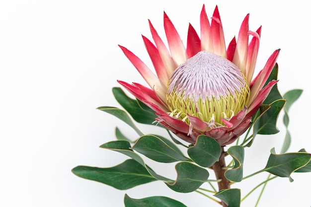 Linda flor de protea em um fundo branco isolado