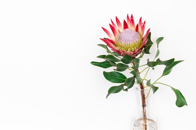 Linda flor de protea em um fundo branco isolado