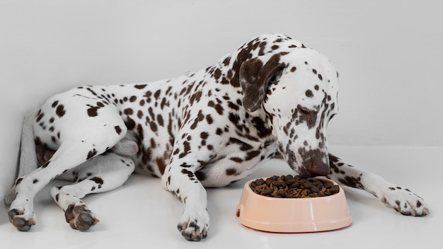 Lindo cachorro dálmata comendo