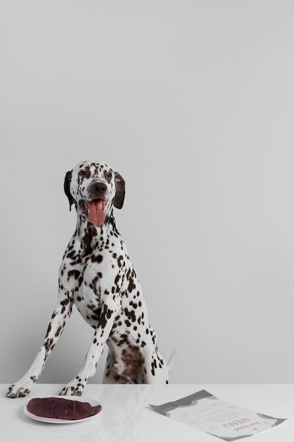 Lindo cachorro dálmata comendo