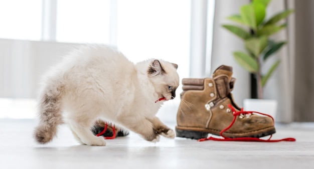 Lindo gatinho fofo ragdoll branco na sala de luz brincando com botas e segurando renda vermelha em sua boca. Lindo gatinho felino de raça pura ao ar livre com sapatos