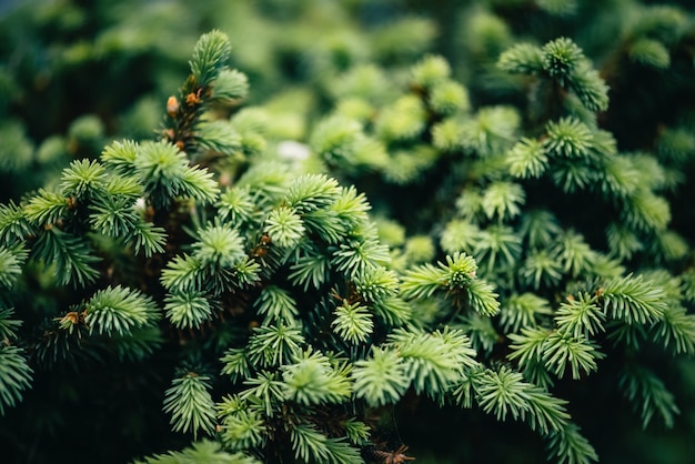 Foto lindo ramo sempre-verde de close-up de árvore de natal. agulhas verdes pouca árvore conífera com espaço da cópia. fragmento de abeto pequeno é estreitamente. textura de abeto vermelho natural esverdeada em macro.