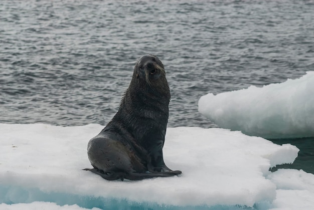 Lobo-marinho antárticoArctophoca gazella uma praia Península Antártica